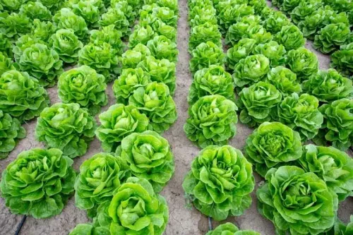 Lettuce #141