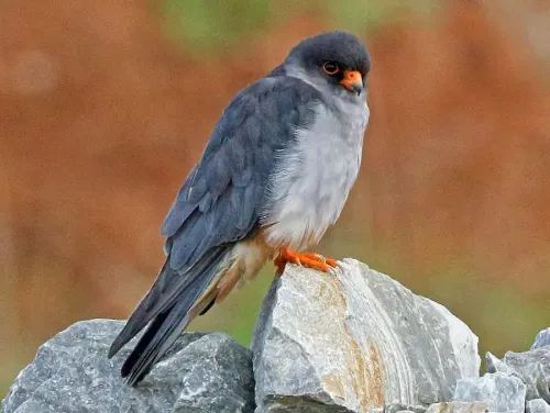 Amur falcon #141