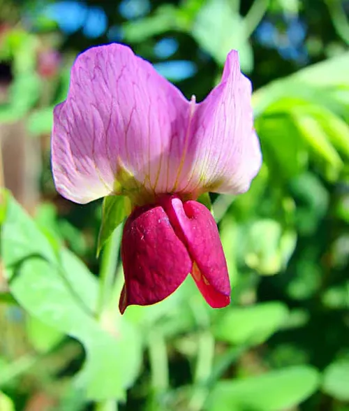 Purple Snap pea (Sugarsnap) #242