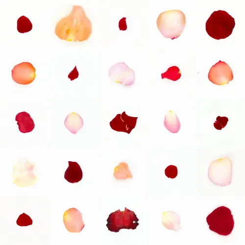 Infinite Petals 5x5#2953