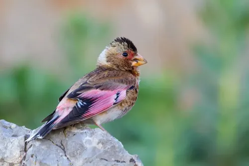 Asian crimson-winged finch #275