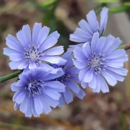 Chicory #12