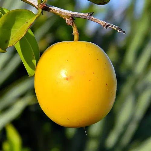 Yellow plum #296