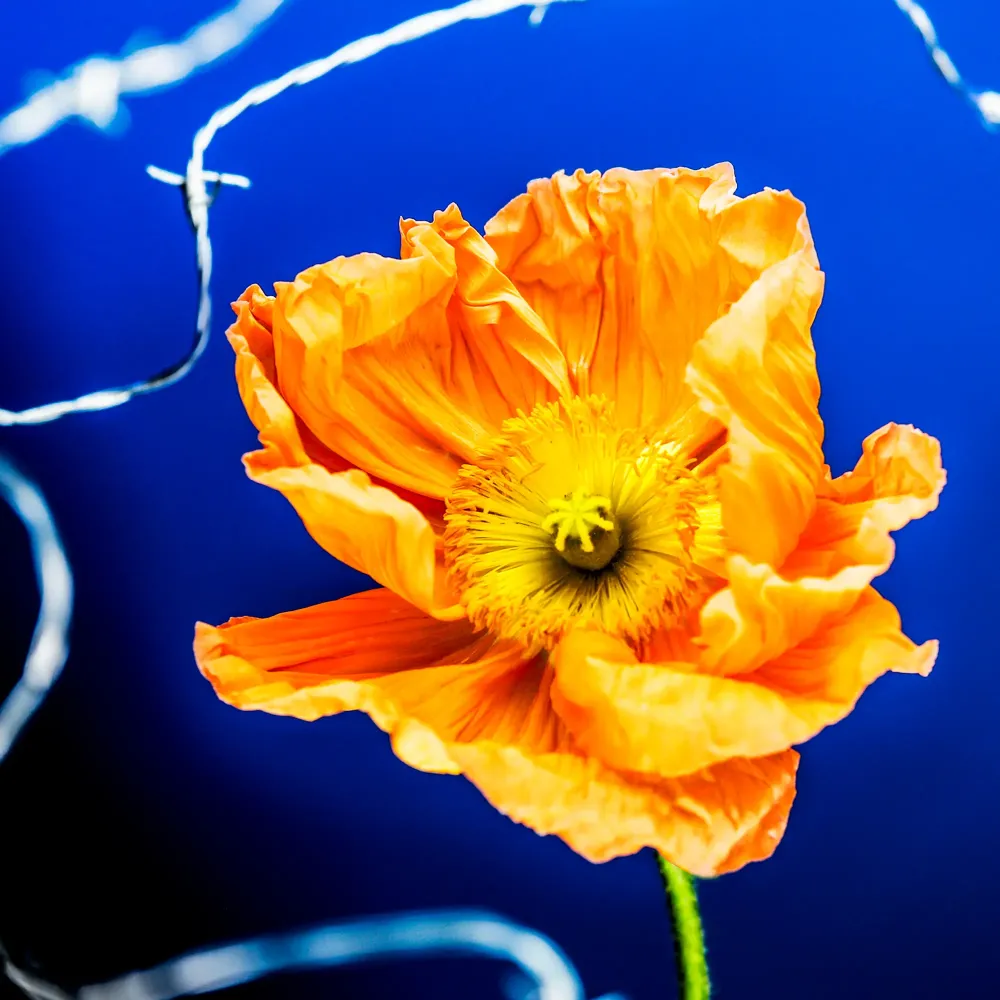Flower #15