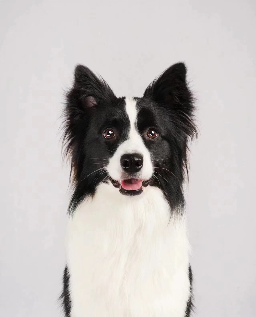 DogeCollie #1