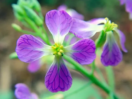 Purple Radish #132