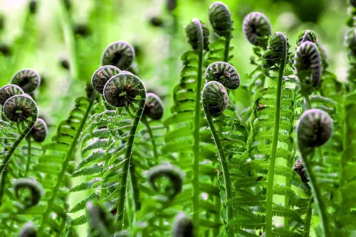 Vegetable fern #155