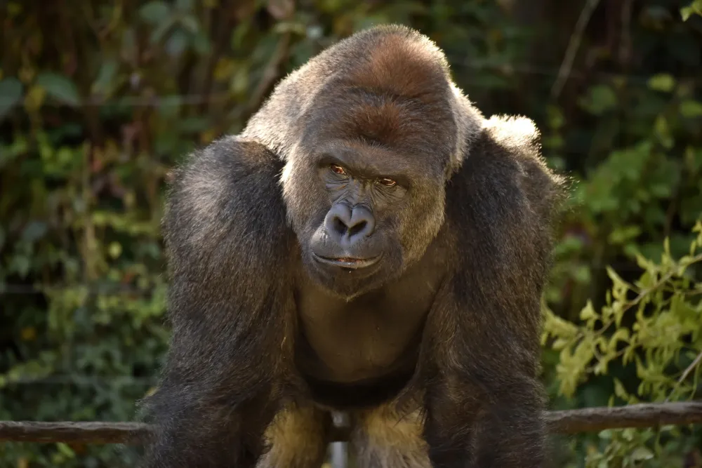 HARAMBE: LEGENDS #455