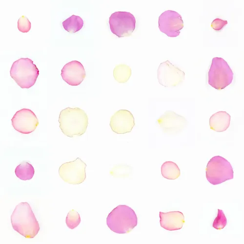 Infinite Petals 5x5#263