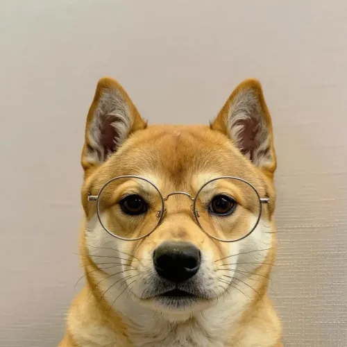 dog #55