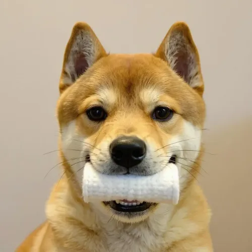 dog #75