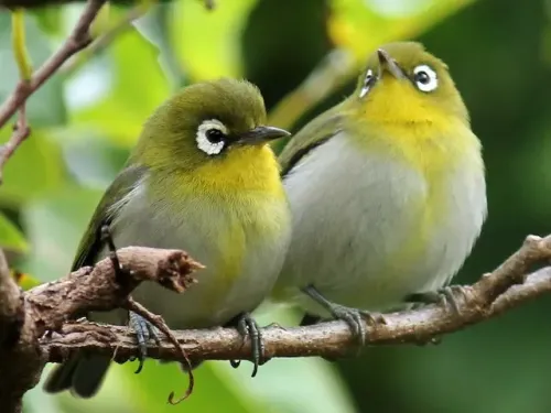 Green-backed white-eye #3253