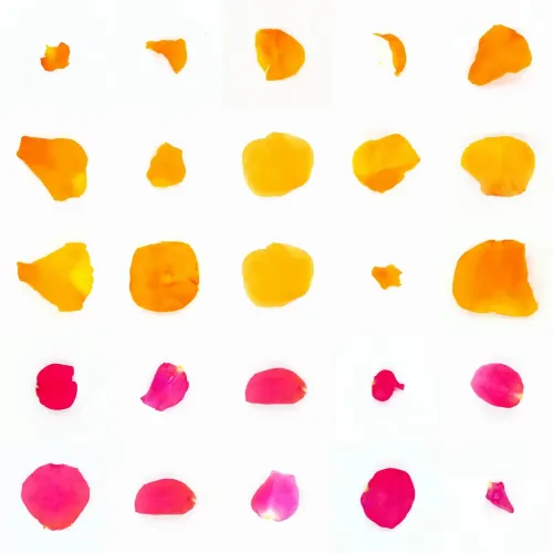 Infinite Petals 5x5#21006