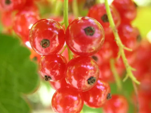 Red currant #229