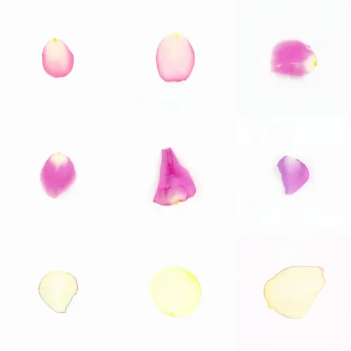 Infinite Petals 3x3#3230