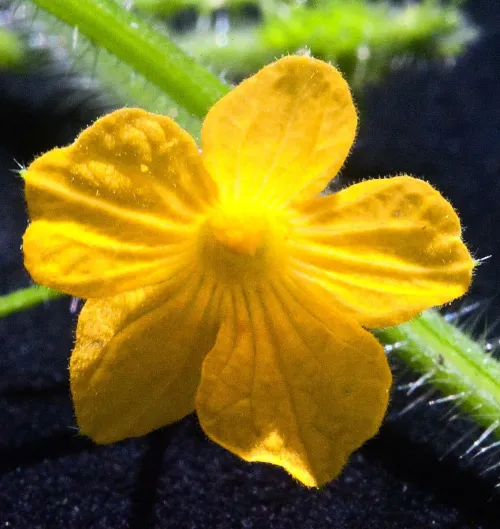 Kiwano / Horned melon #104