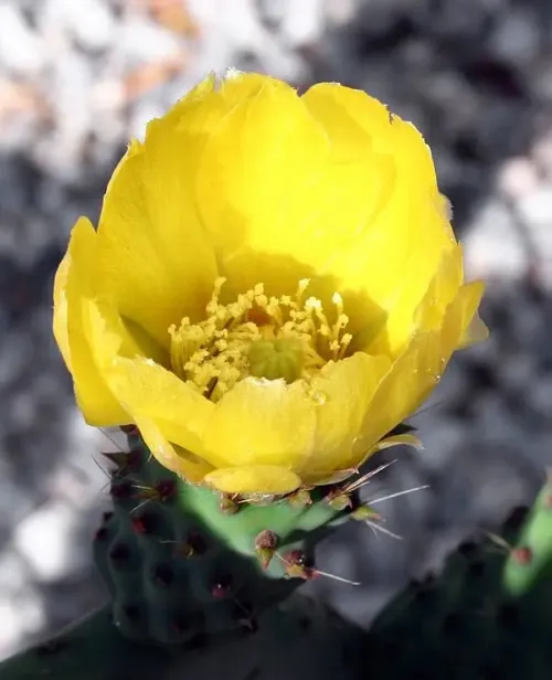 Yellow Nopal #169