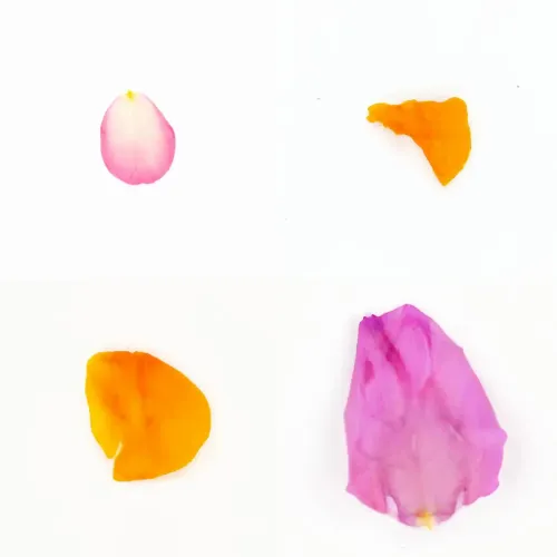 Infinite Petals 2x2#20712