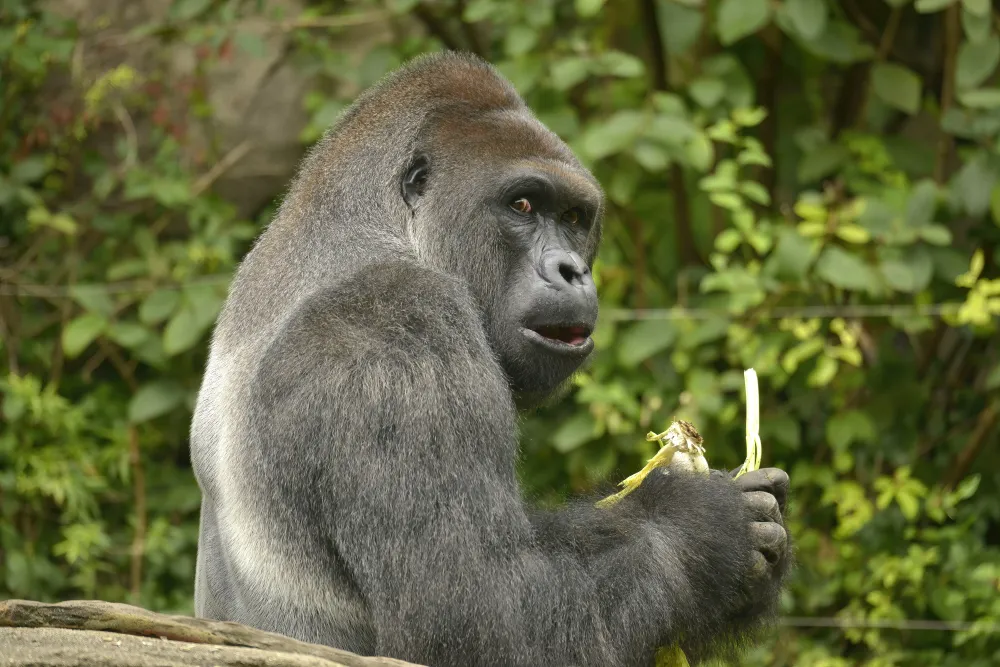 HARAMBE: LEGENDS #512