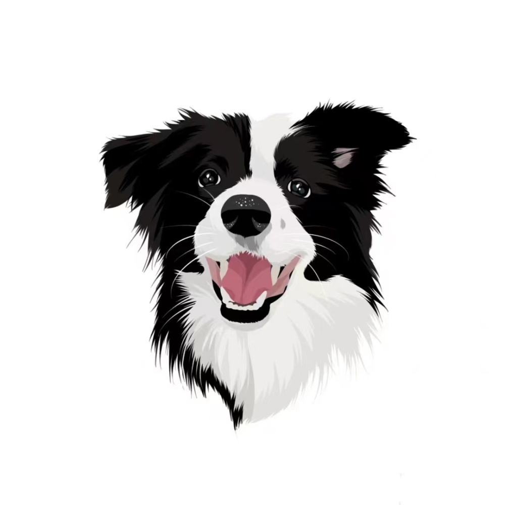 Collie #12