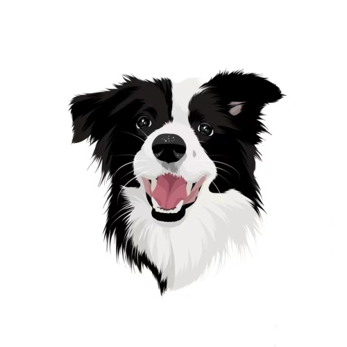 Collie #12