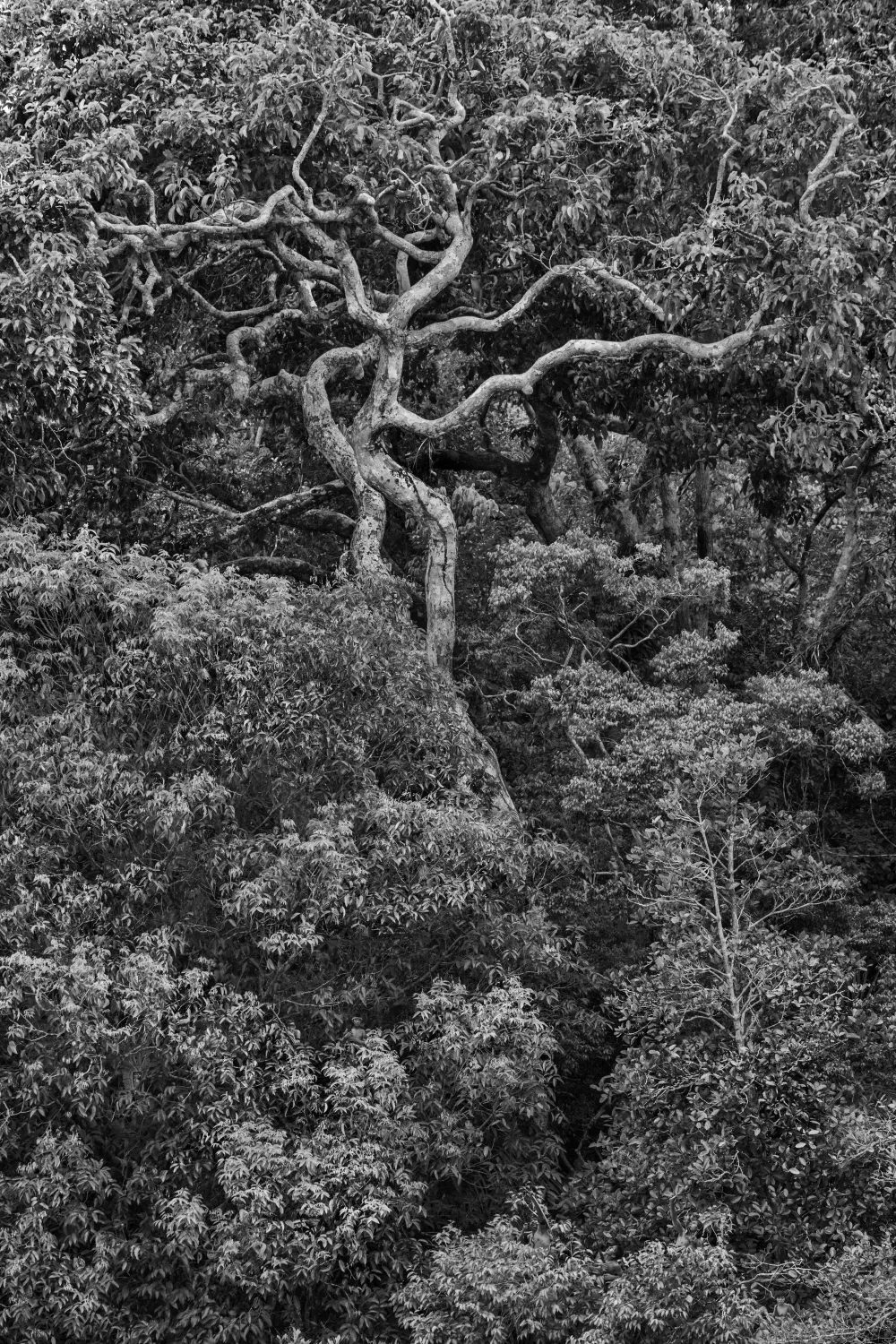 Amazonia - Sebastiao Salgado #226
