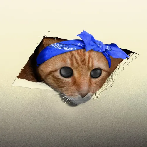 CEILING CAT #314