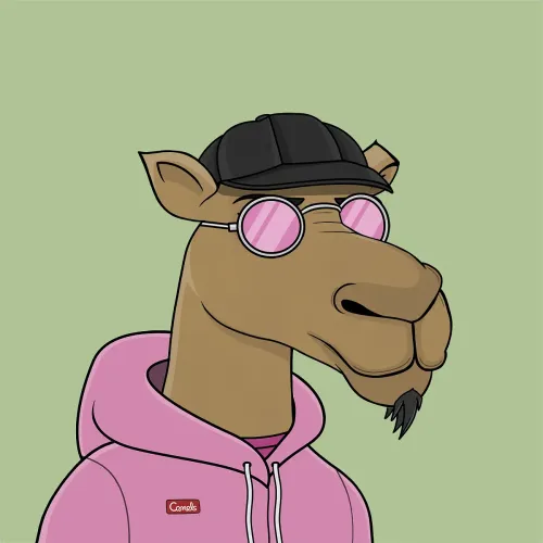 Camel #4895