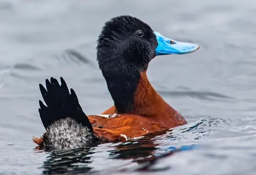 Andean duck #163