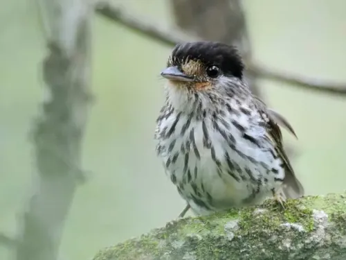 African broadbill #35