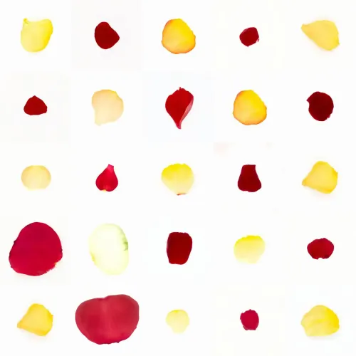 Infinite Petals 5x5#1154