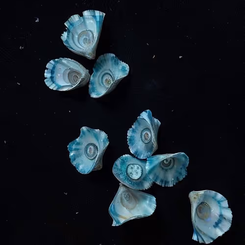 Litorishella Patelliforma #870008