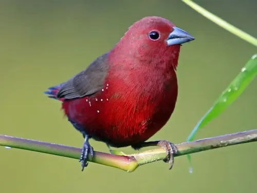 African firefinch #44