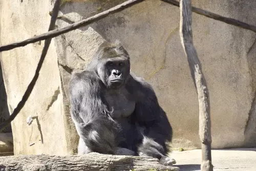 HARAMBE: LEGENDS #306