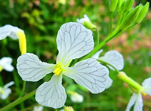 White Radish #158