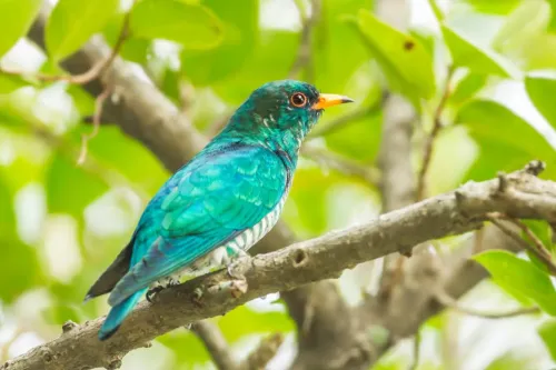 Asian emerald cuckoo #278