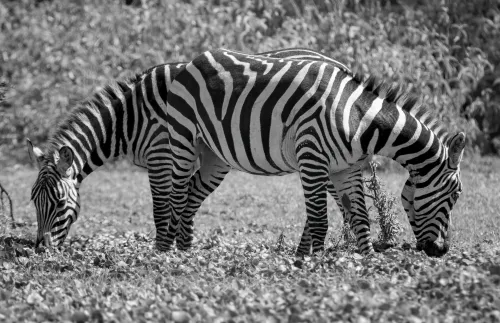 Zebra Twins #11