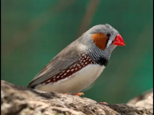 Anambra waxbill #144