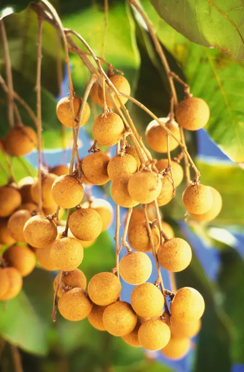 Longan #169