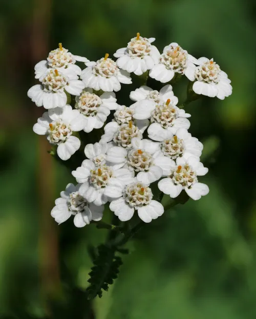 Yarrow #206