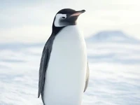 PENGU