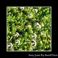 Only Grass By MxxNParis