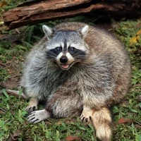 Fat Crosschain Raccoon on Arbitrum