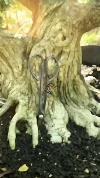Bonsai Art