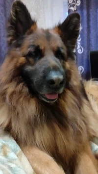 Lari