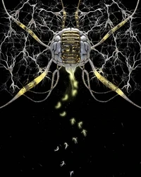 Neural Echoes