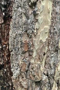 Wonderful Woods I Limited Edition by Felix Miller