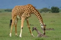 giraffe