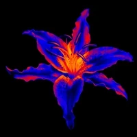lily