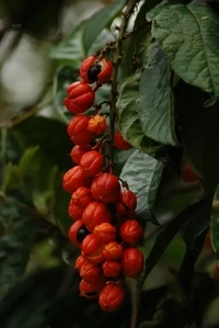 Fruit